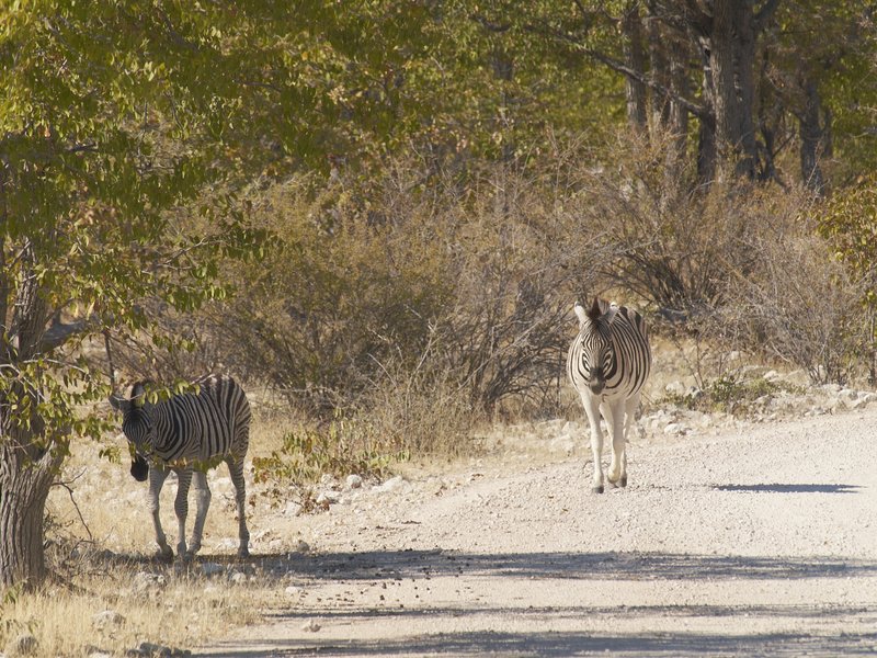 Etosha National Park, Zebra